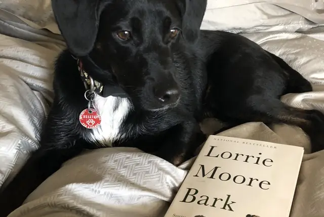 Teekay does not bark inside, but he does enjoy reading about the subject.